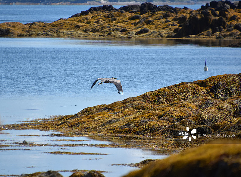 苍鹭飞行中展开的翅膀图片素材