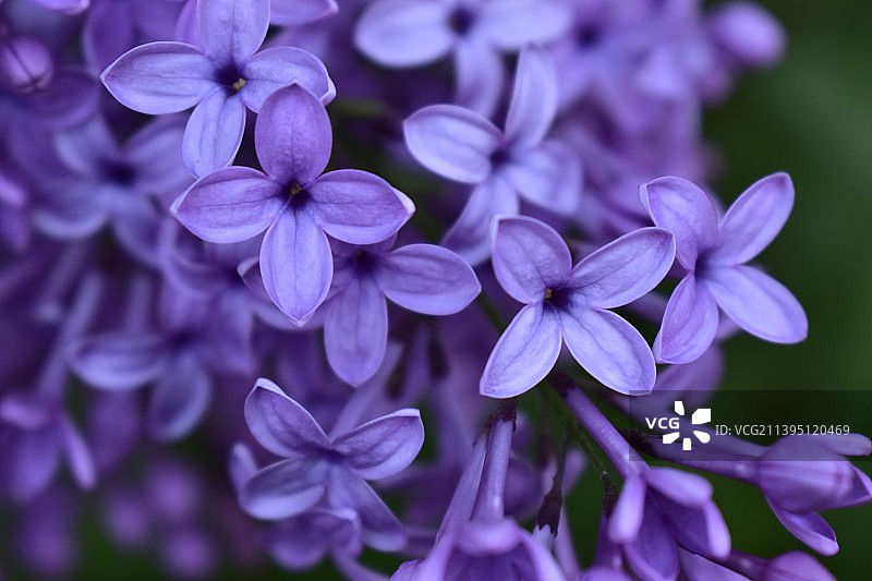 紫色开花植物的特写图片素材