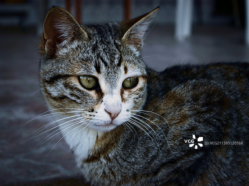 虎斑猫的特写肖像图片素材