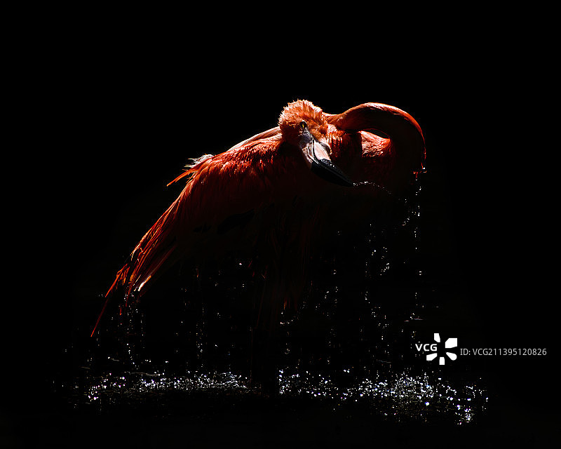 火烈鸟飞过黑色背景的特写图片素材