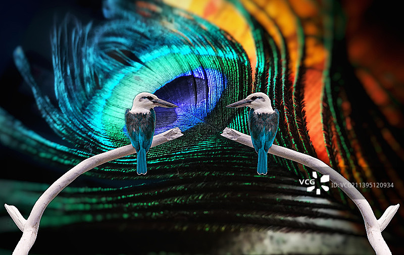 鸟儿栖息在树枝上的特写图片素材