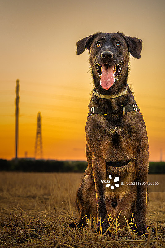日落时分，狗狗坐在法国蒙彼利埃田野上的剪影图片素材