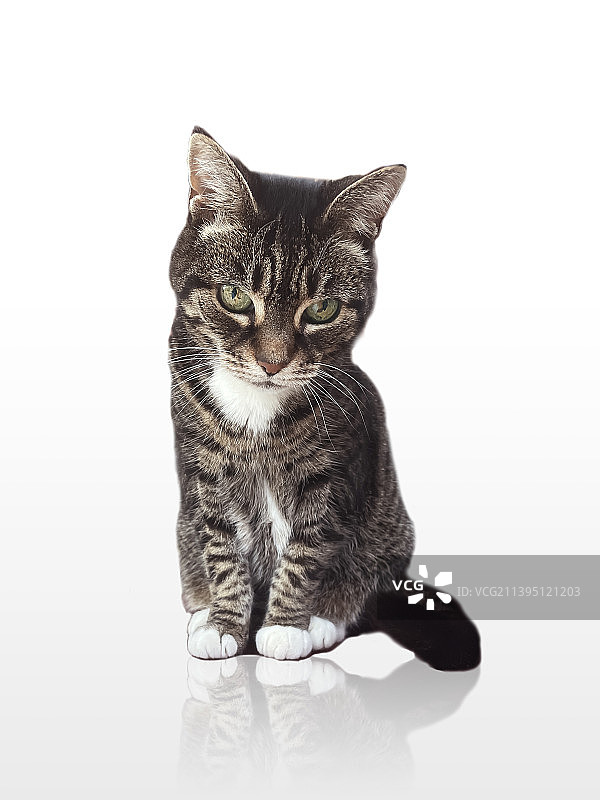 白色背景上的成年虎斑猫图片素材
