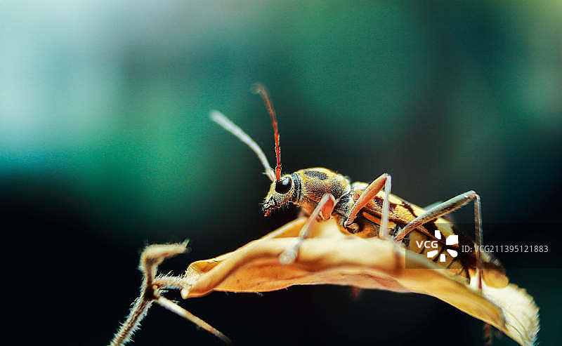 昆虫在植物上（印度尼西亚东南苏拉威西岛布顿岛）图片素材