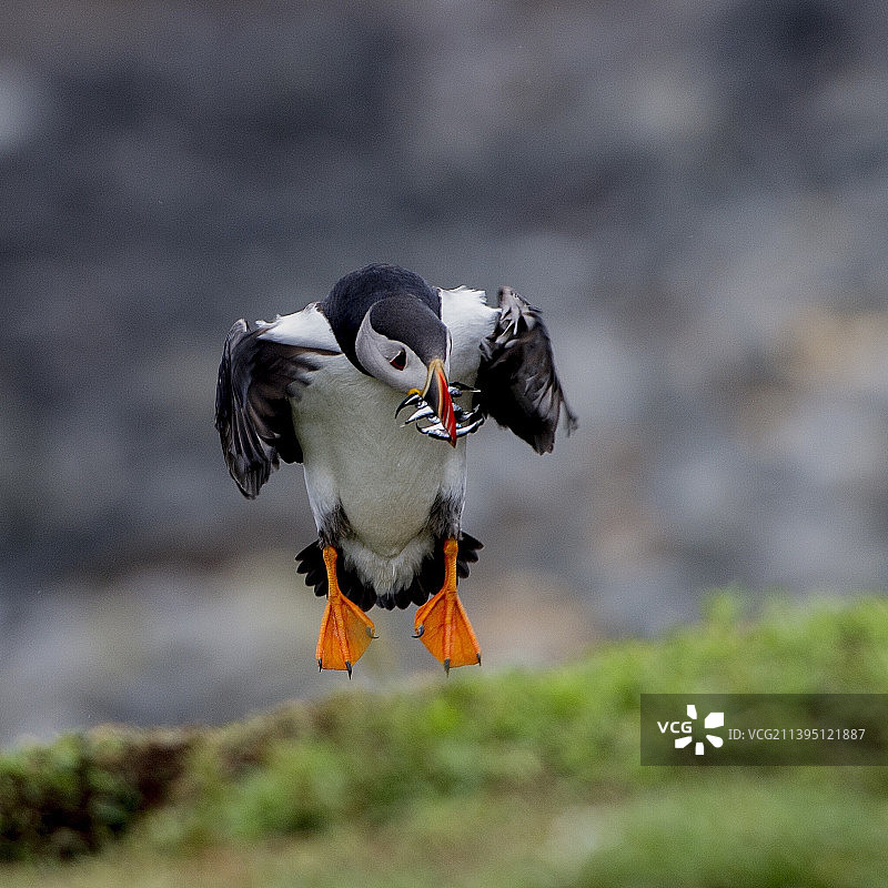 空中飞翔的大西洋海雀的俯视图图片素材