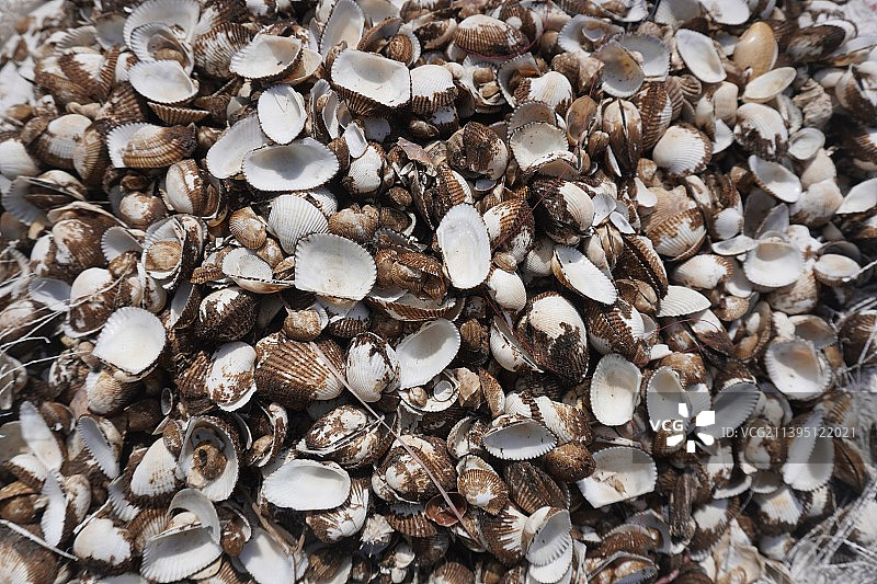 贝壳全景照片图片素材