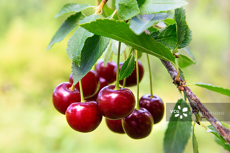 阳光明媚花园里的樱花树图片素材