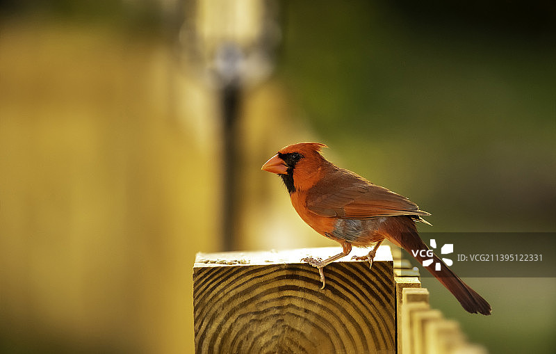 歌雀栖息在木头上的特写，美国图片素材