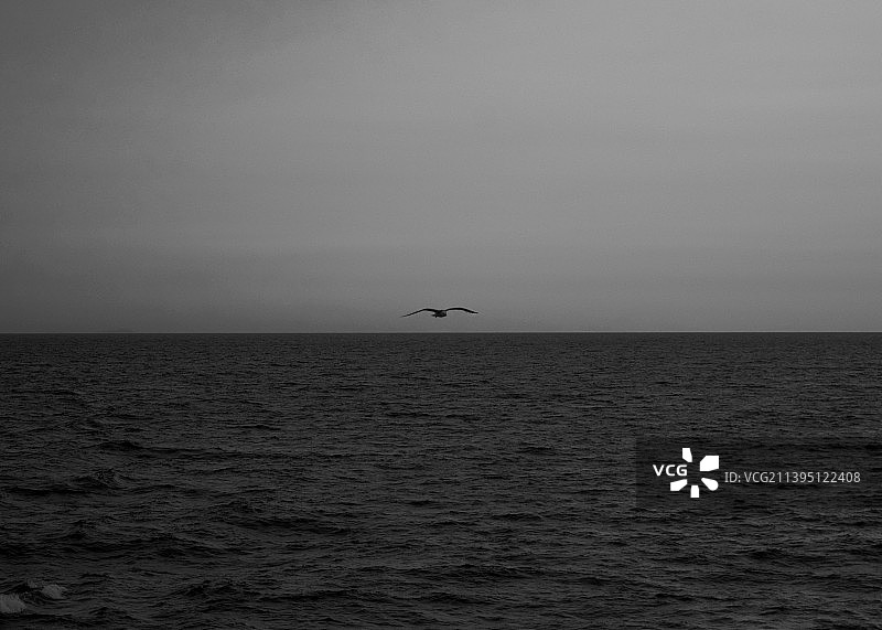 意大利拉丁省，海鸥飞过海面的剪影图片素材