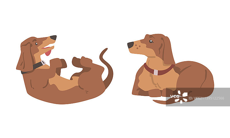 短腿长身腊肠犬图片素材