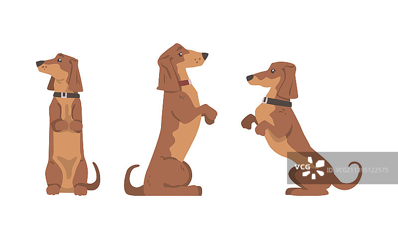 短腿长身腊肠犬图片素材