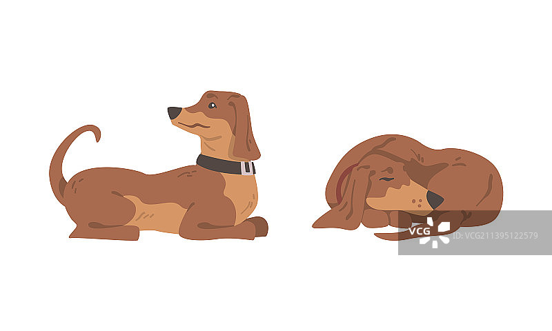 短腿长身腊肠犬图片素材