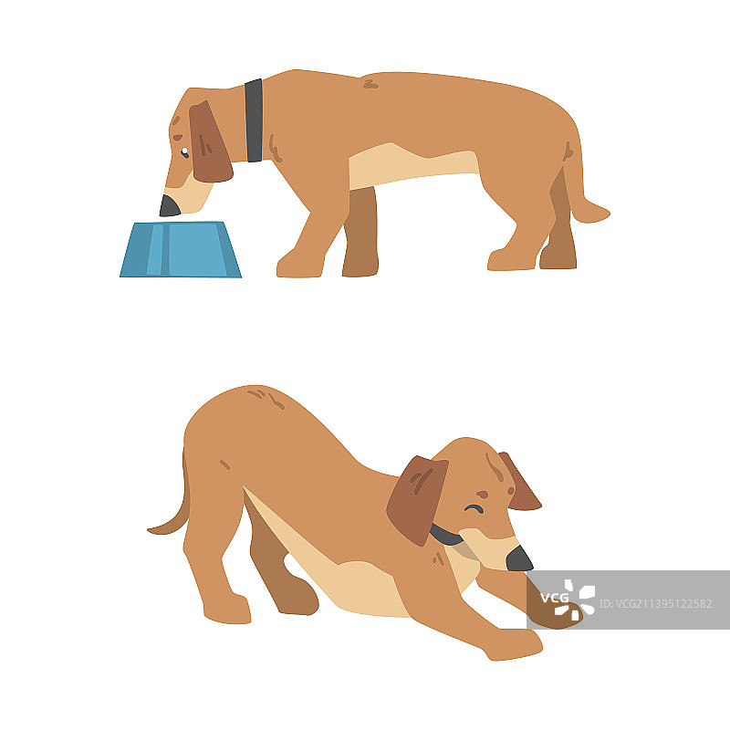 短腿长身猎犬品种腊肠犬图片素材