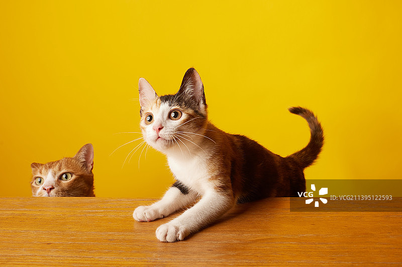 坐在黄色背景前的猫的画像图片素材
