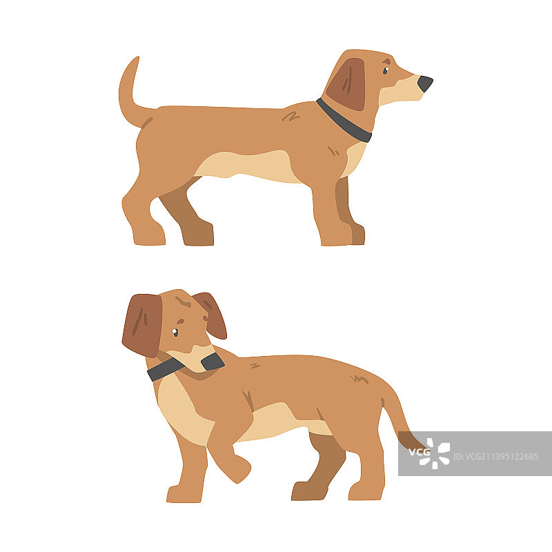 短腿长身猎犬品种腊肠犬图片素材