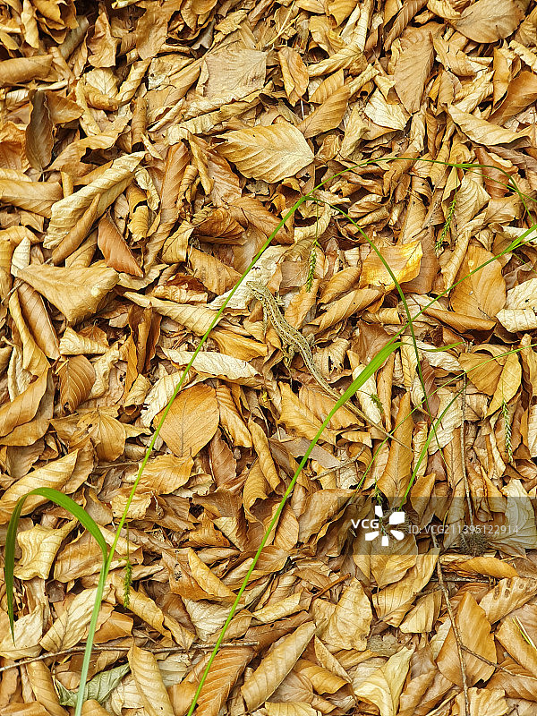 罗马尼亚干燥树叶全画幅照片图片素材