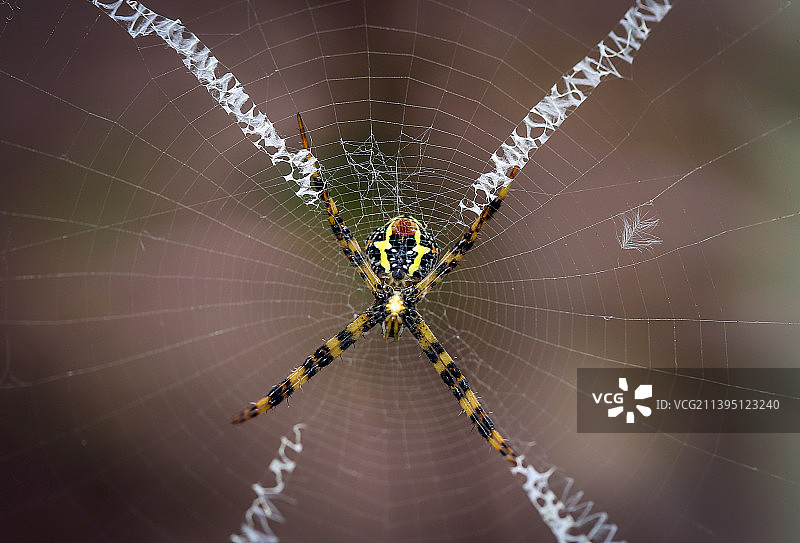 尼泊尔加德满都：蜘蛛在网上图片素材