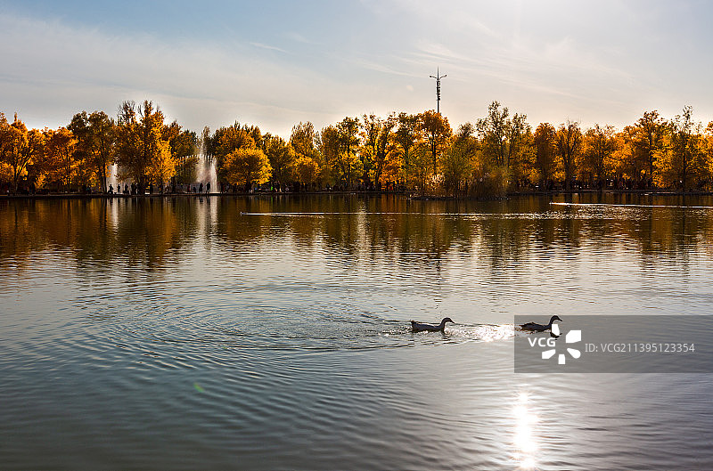 金波湖里的鸭子图片素材