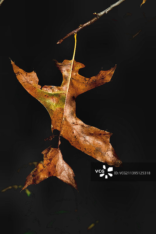 美国考德威尔伍兹的树枝上的干树叶特写图片素材