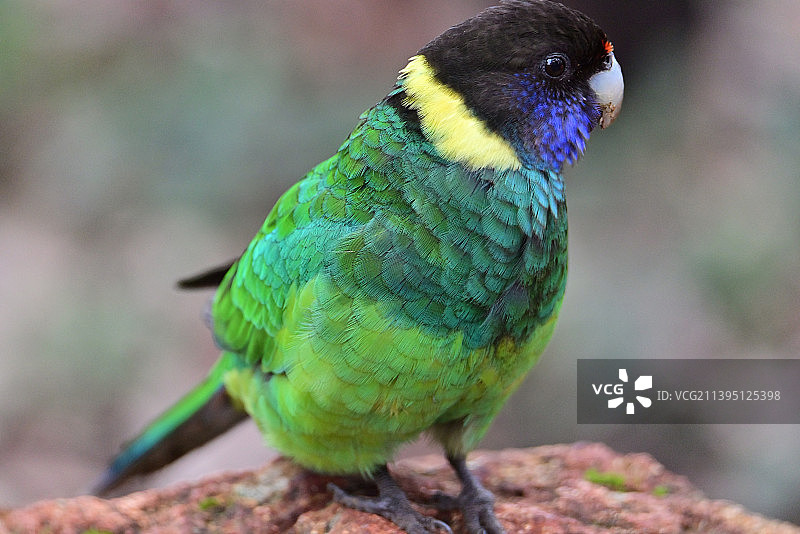 澳大利亚奇德洛翠鸟栖息在树枝上的特写图片素材