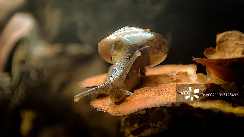 岩石上的蜗牛特写图片素材