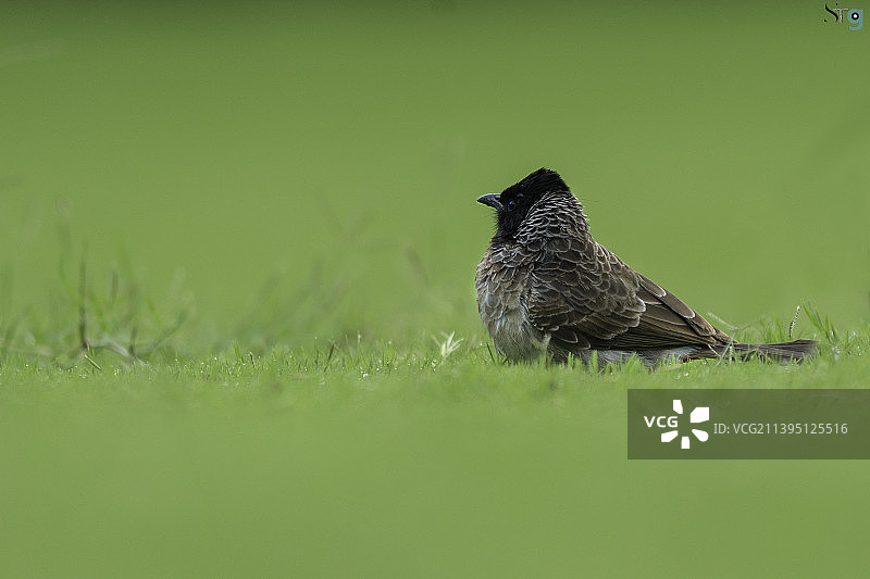 栖息在草地上的鸣禽特写图片素材