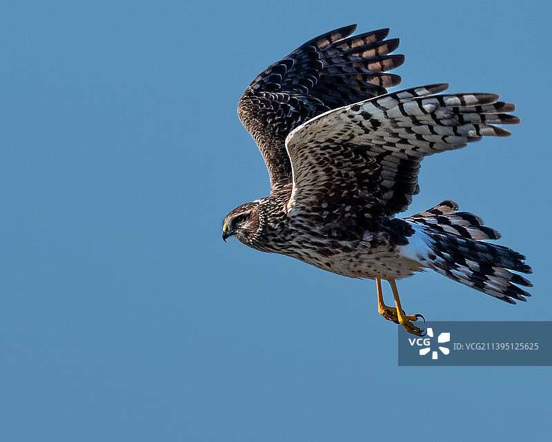低角度拍摄的飞鹰，背景为湛蓝天空，圣西蒙，加利福尼亚州，美国图片素材