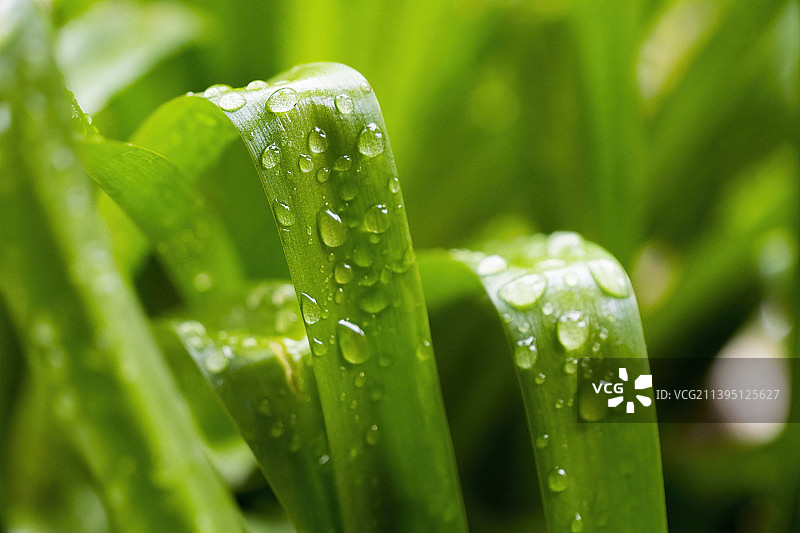在雨季潮湿植物叶子的特写图片素材
