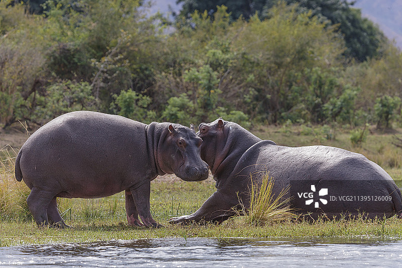 赞比亚，犀牛的侧面照图片素材