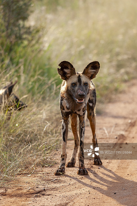 狗狗在南非西北省马迪克韦禁猎区Portrait图片素材