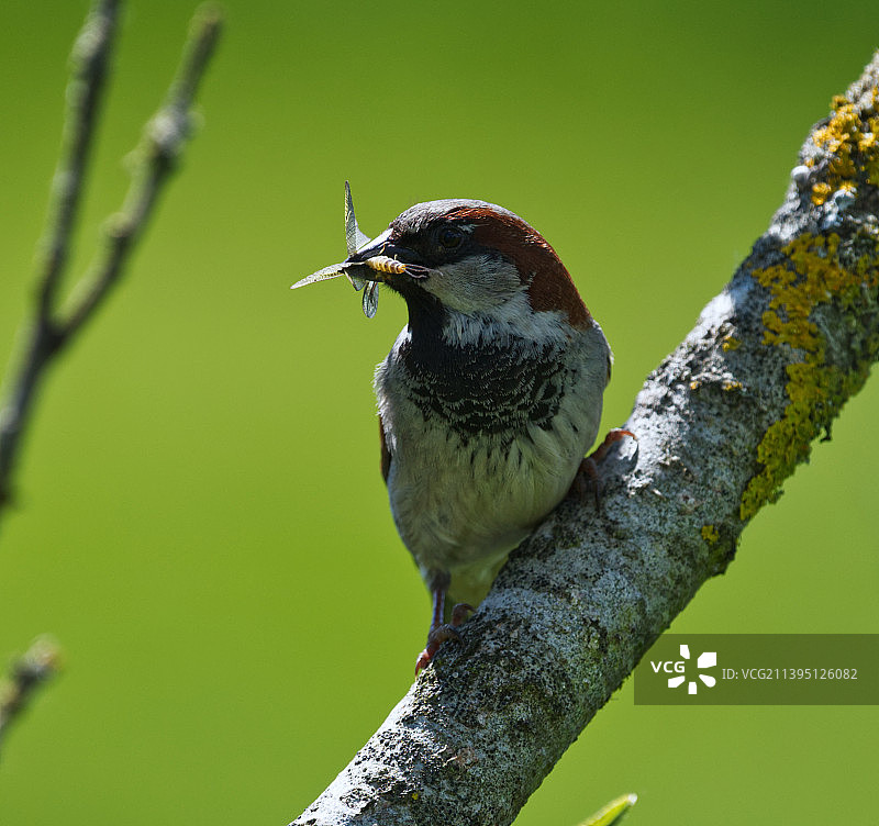 树枝上吃苍蝇的麻雀图片素材