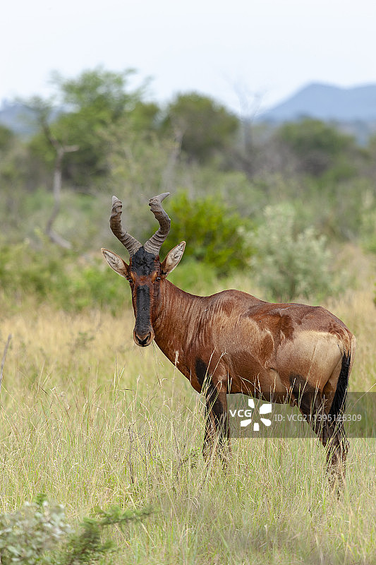 南非西北省，草地上站立的鹿的侧面图图片素材