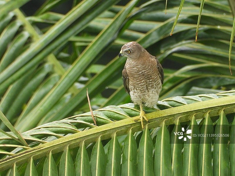 松雀鹰 - 鸟栖息在植物上的特写图片素材