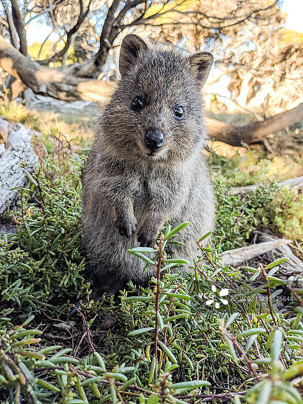 澳大利亚西澳大利亚州罗特内斯特岛田野啮齿动物特写图片素材