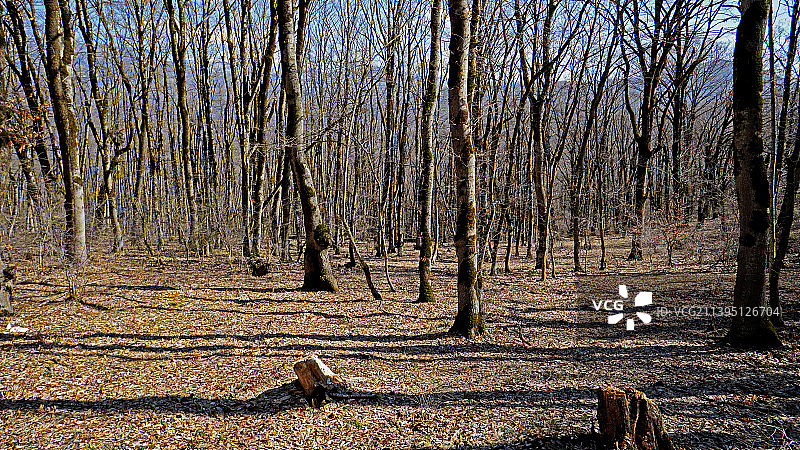 伊朗戈勒斯坦省的森林树木图片素材