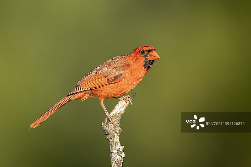 栖息在植物上的北美红雀特写（美国伊利诺伊州）图片素材