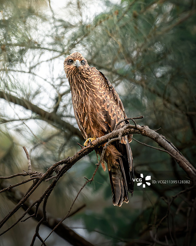 栖息在树枝上的老鹰特写图片素材