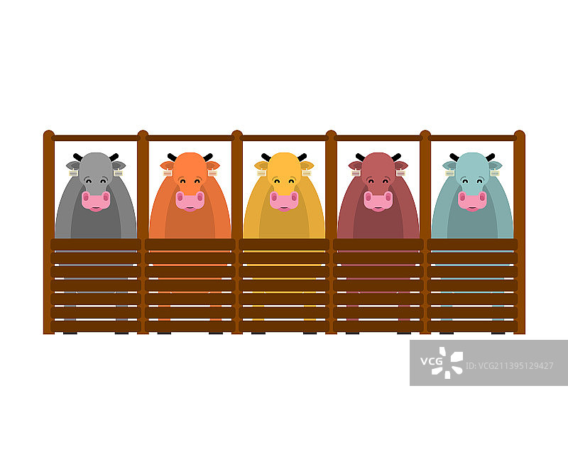 牛棚里的牛农场里的牛图片素材