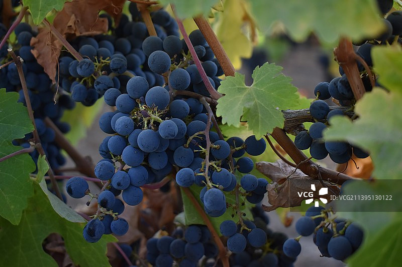 葡萄在葡萄园中生长的特写图片素材