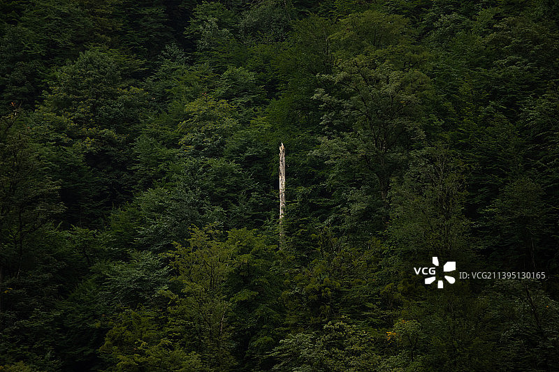 伊朗马赞德兰省森林树木俯瞰图片素材