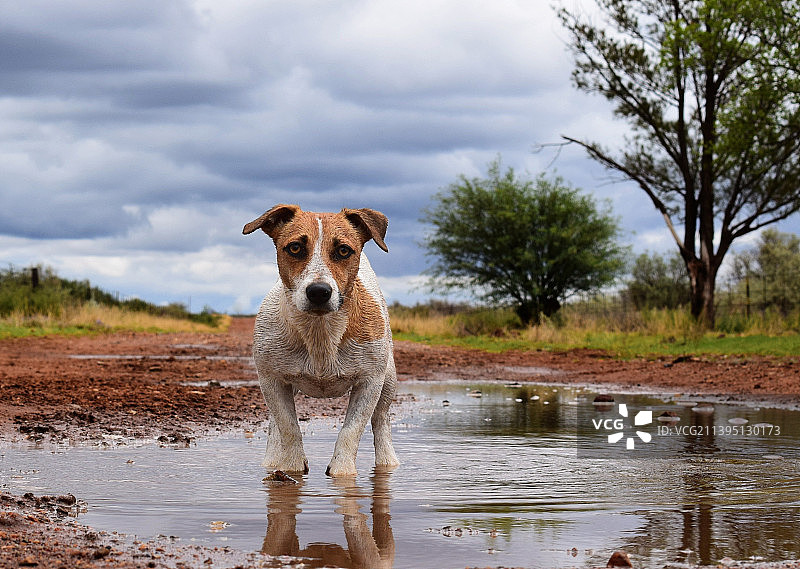 站在水中的梗犬肖像图片素材