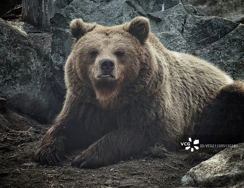 棕色棕熊在瑞典岩石上的肖像图片素材