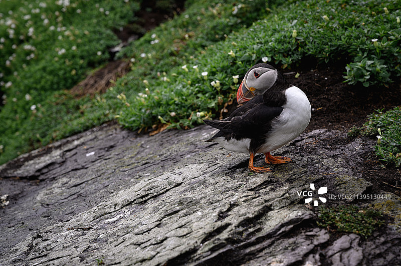 大斯凯利格岛上北大西洋海鹦栖息在岩石上的高角度景观，爱尔兰图片素材