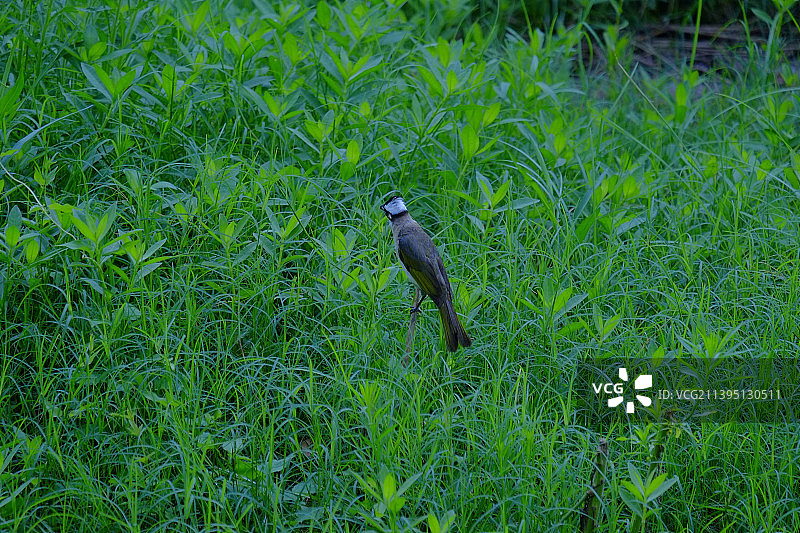 鸟儿栖息在草地上的高角度视图图片素材