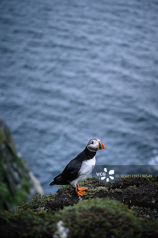 大斯凯利格岛上北大西洋海鹦栖息在岩石上的高角度景观，爱尔兰图片素材