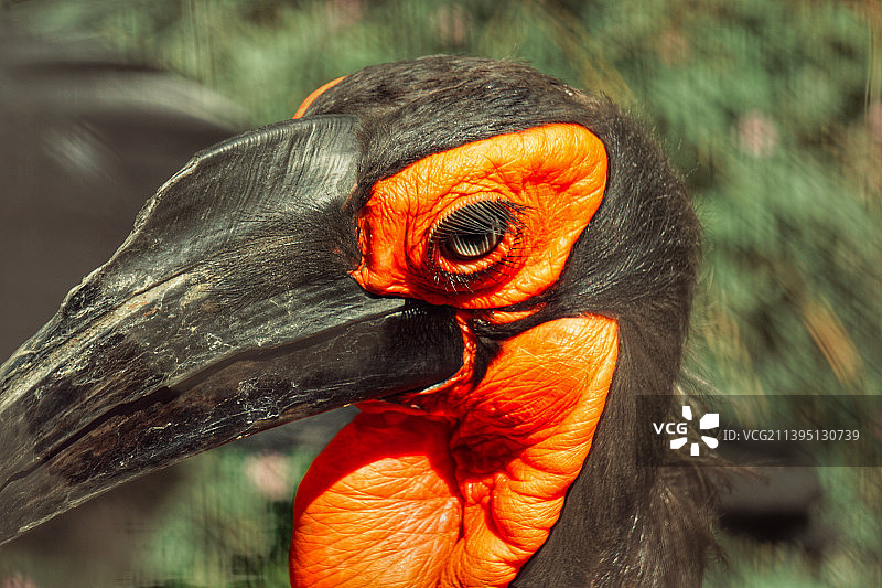 地犀鸟特写图片素材