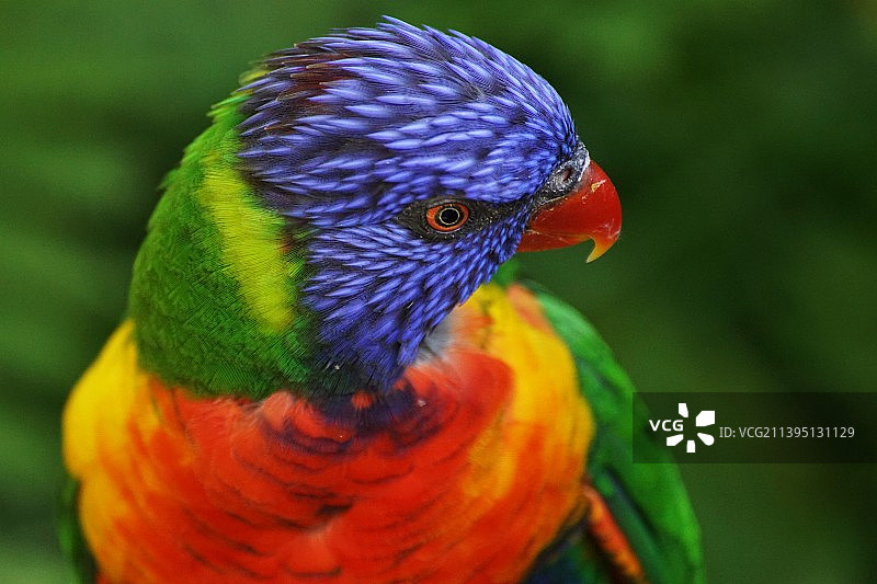 彩虹鹦鹉特写图片素材