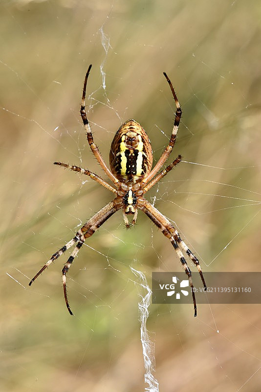 大腹园蛛的蜘蛛网图片素材