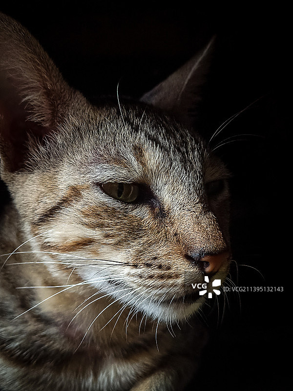 黑色背景下的猫特写，印度图片素材