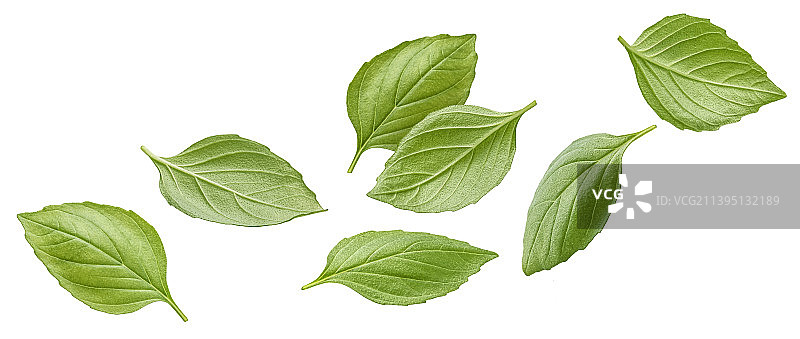 九层塔叶子白色背景抠图图片素材